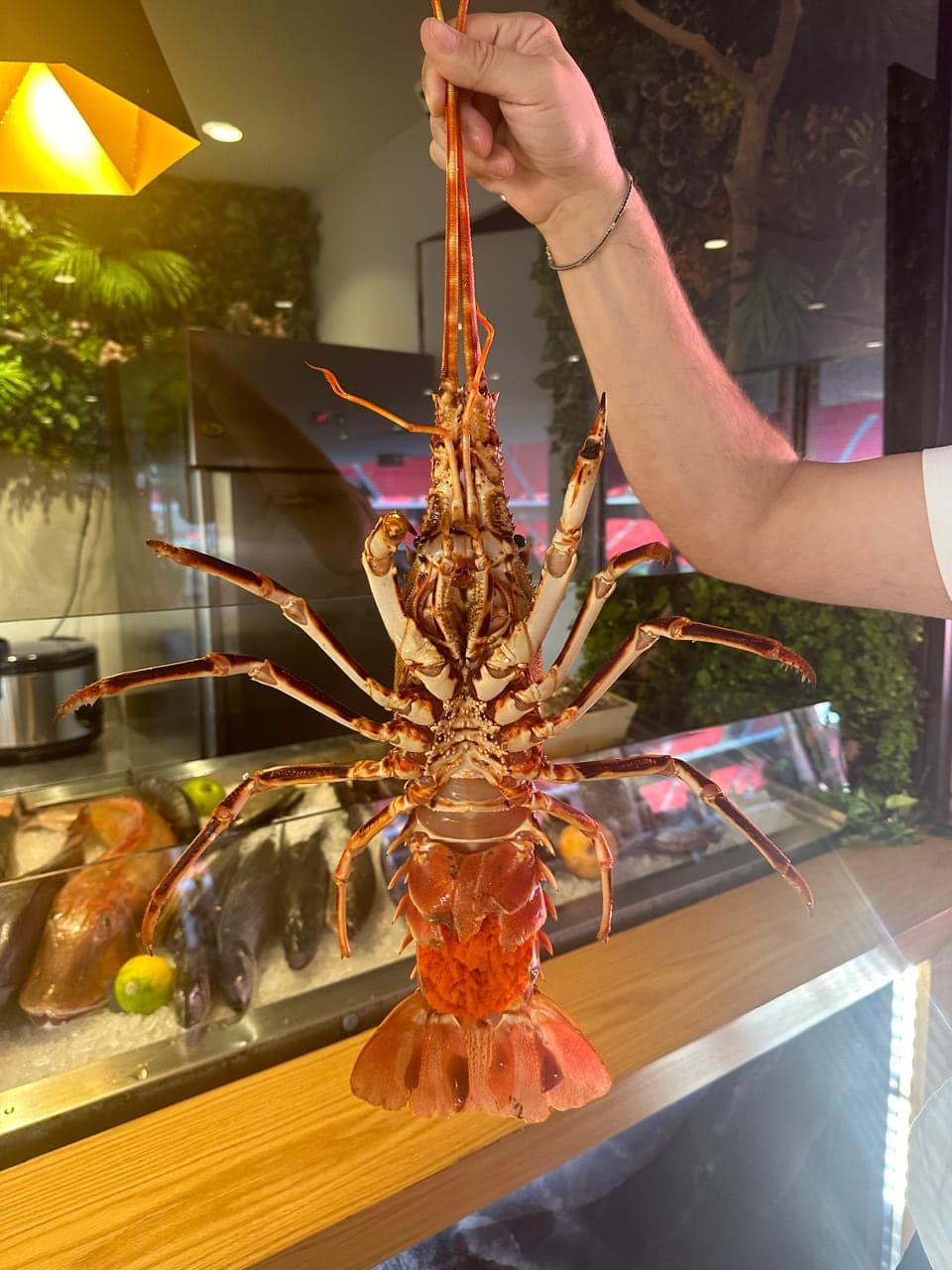 Staff holding up a whole spiny lobster in front of the seafood display, stadium seats visible through the glass behind